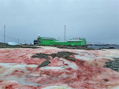 Climate crisis: Antarctica snow turns ‘blood red’ | The Independent ...