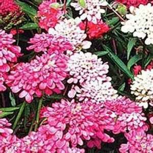 Rabbit Resistant Flowers Help Reduce Damage to Gardens ~ advice in Home ...