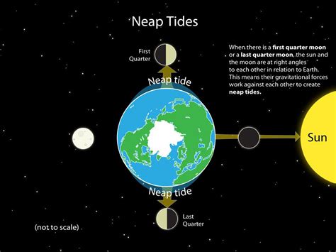 Lunar Phases And Tides | Images and Photos finder