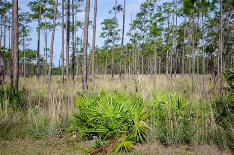 Everglades National Park hiking trails - Right Kind Of Lost