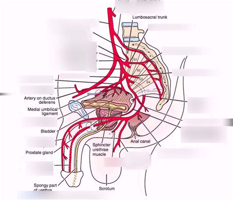 Branches of Internal Iliac Artery Diagram | Quizlet