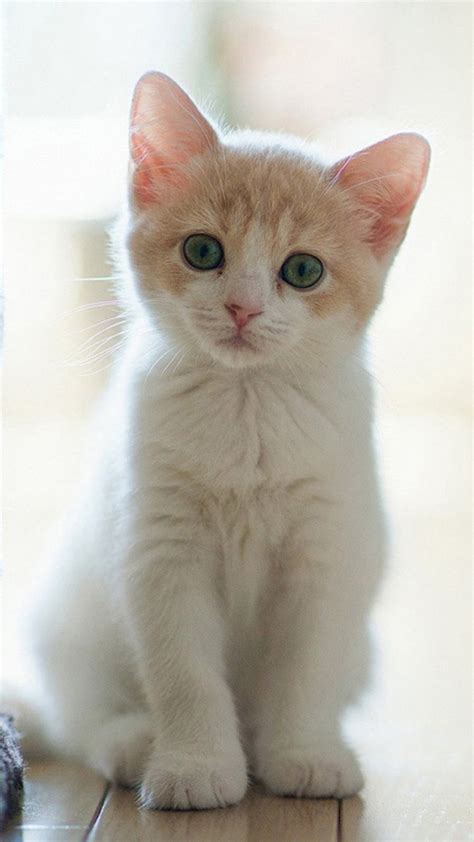 Cute Cats Wallpaper (63+ images)