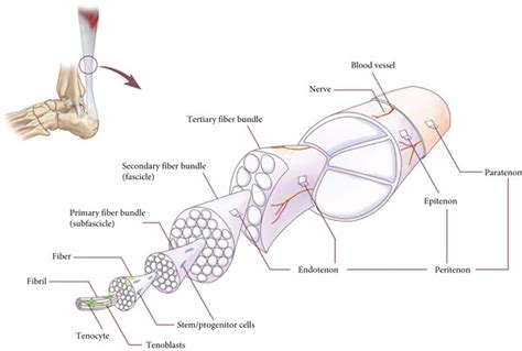 The anatomy structure of tendon. The cell composition including ...