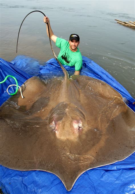 Photos of the Largest Fish on Earth | Live Science