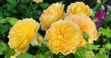 Types Of Rose Bushes With Pictures Names - Infoupdate.org