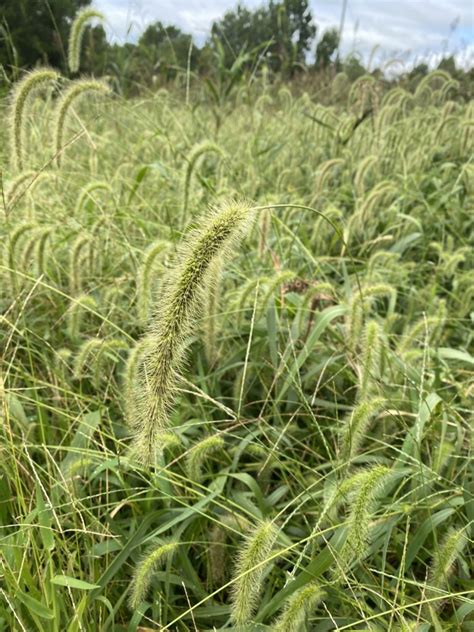 Foxtail – Weed ID Wednesday | N.C. Cooperative Extension