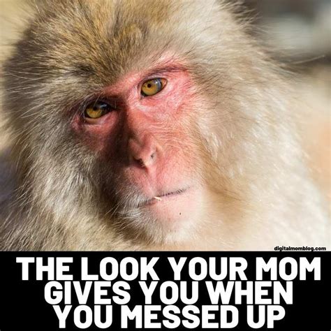 Funny Monkey Meme