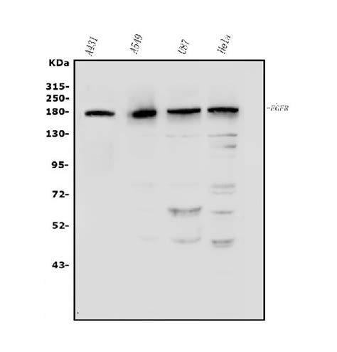 EGFR Antibody A00023-5