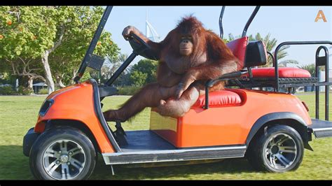 Animalia Orangutan Rambo drives her golf cart - YouTube