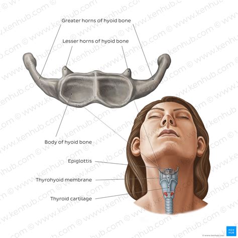 Hyoid Bone: Anatomy And Function Kenhub, 41% OFF