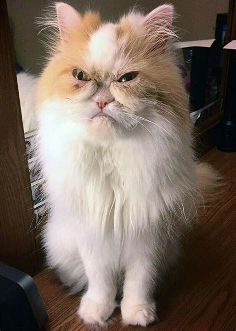 Funny And ''Angry'' Cats (15 pics)