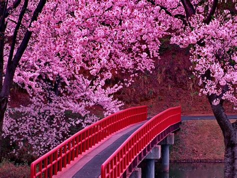 Pink Sakura Tree Wallpapers - Wallpaper Cave