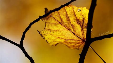 Wallpaper leaf, autumn, close-up hd, picture, image