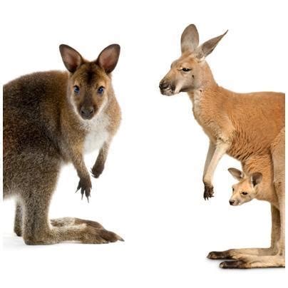 Differences between Kangaroos and Wallaby