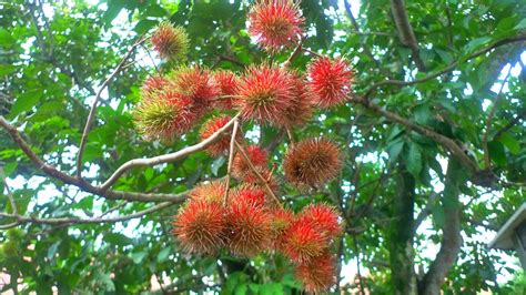 Rambutan season is here! - The Tender Gardener