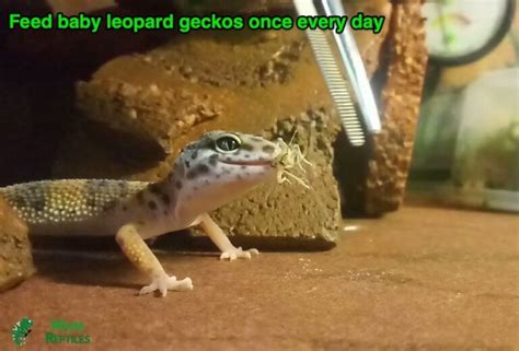 How Much and How Often Do You Feed Leopard Geckos?