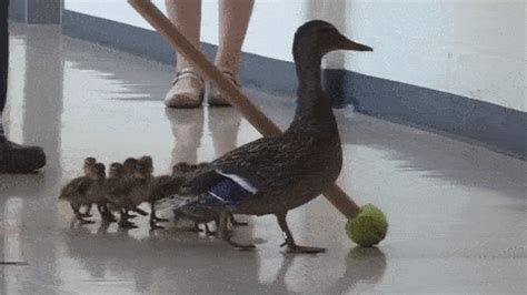 Ducks GIF - Find & Share on GIPHY