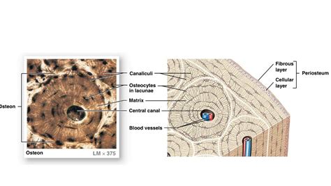 Bone labeled diagram