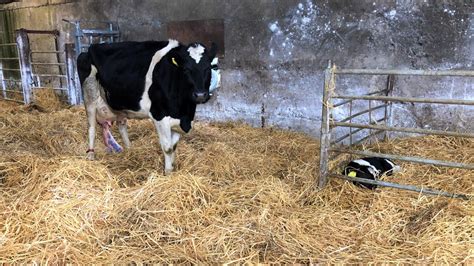 Dairy advice: Know your limits this calving season - Agriland.ie