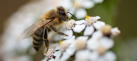 Do Bees Like Achillea Plants? - Bee Life