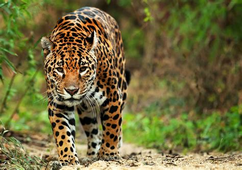 Jaguars – Panama Wildlife