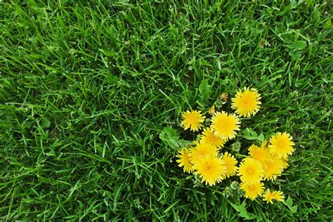 Lawn Weeds: How to Identify the Most Common Types - This Old House