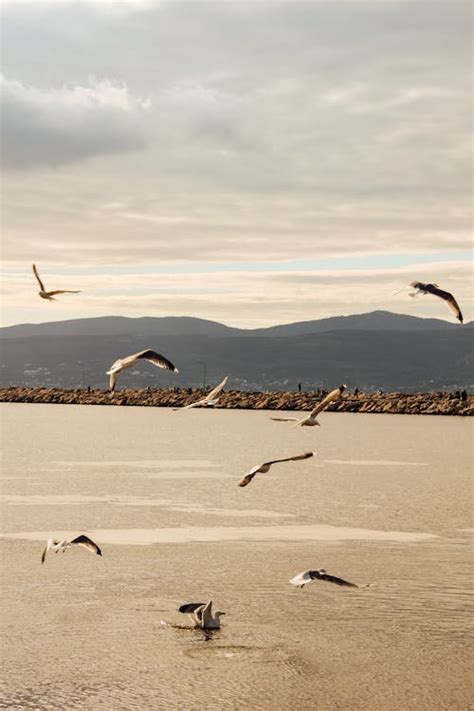 White Seagull · Free Stock Photo