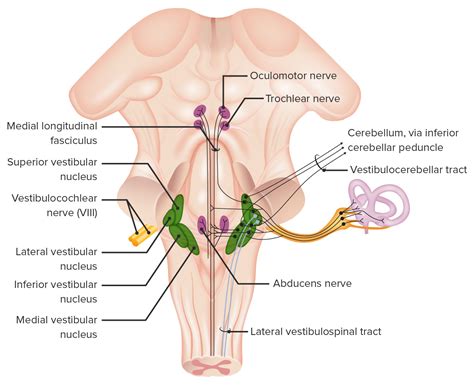 Vias Auditivas e Vestibulares: Anatomia | Concise Medical Knowledge