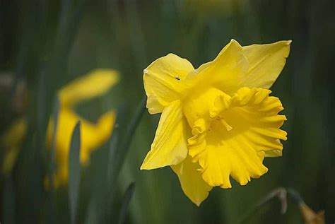 How Deep Should You Plant Daffodil Bulbs? – Bountiful Gardener