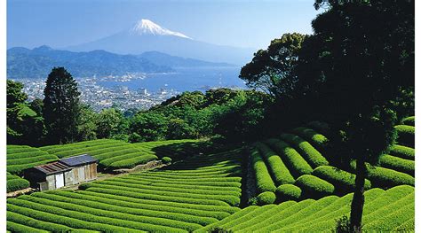 Tea Growing Regions of Japan | Tea Lifestyle Journal