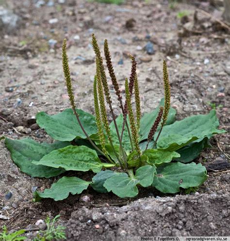 Plantago