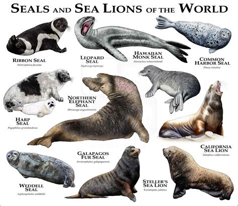 Seals and Sea Lions of the World Poster Print - inkart