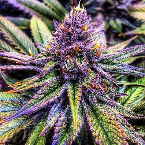 Purple Haze Seeds | Purple Haze Strain Seeds