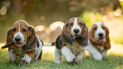 Basset Hound Dog Breed Information, Images, Characteristics, Health