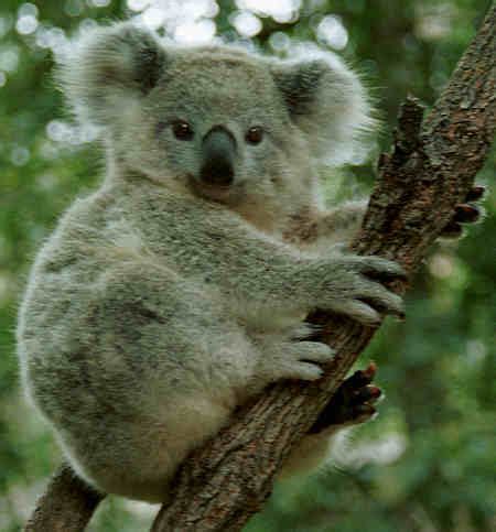 The Koala: Habitat, Diet, Information | SchoolWorkHelper