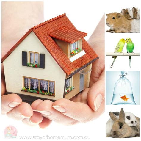 Small Pets For Small Homes | Stay At Home Mum