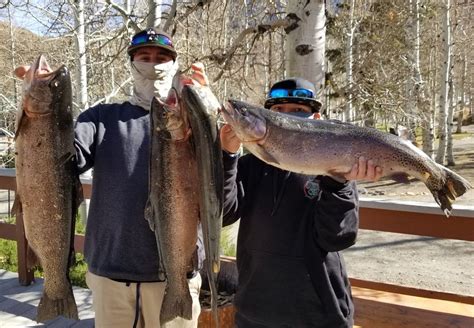 Convict Lake - Fish Reports & Map