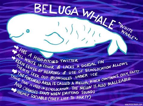 Beluga Whale Facts For Kids - Cool Product Critical reviews, Special ...