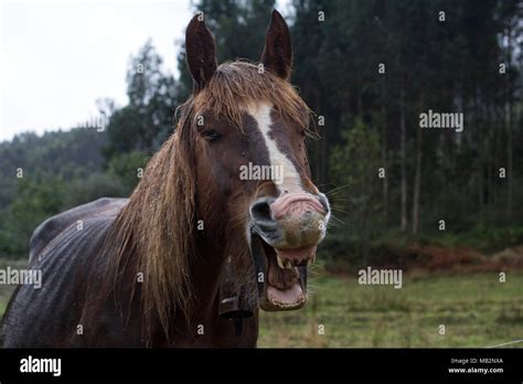 Horse teeth hi-res stock photography and images - Alamy