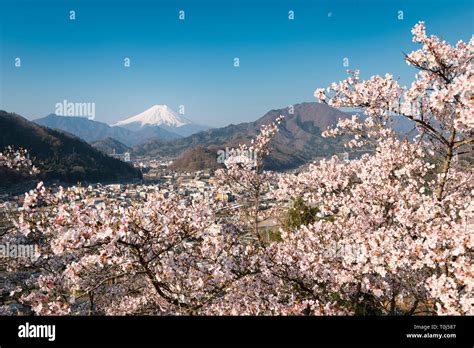 Mt. Fuji and Cherry Blossoms Stock Photo - Alamy