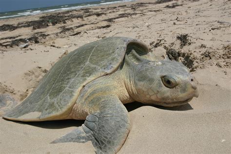 Kemp's Ridley sea turtle nesting : Biological Science Picture Directory ...