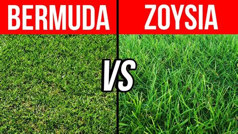 Zoysia Japonica Vs Zoysia Matrella