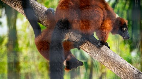 Baby red-ruffed lemurs placed on display at Naples Zoo