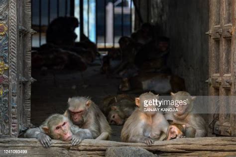 Indian Temple Monkey Photos and Premium High Res Pictures - Getty Images