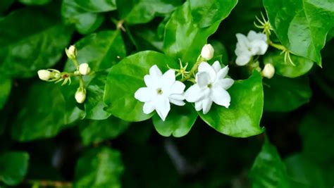 Jasmine Plant Care & Growing Guide