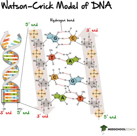 The DNA Double Helix – MCAT Biochemistry | MedSchoolCoach