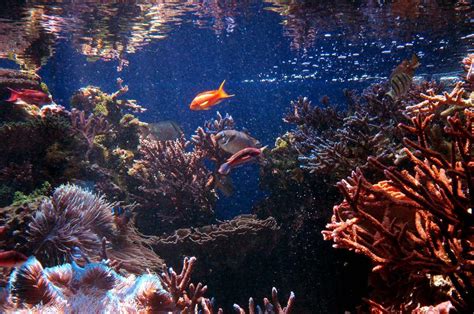 Waikiki Aquarium Hawaii Sightseeing Oahu Landmarks