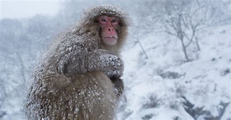 Snow monkeys of Japan