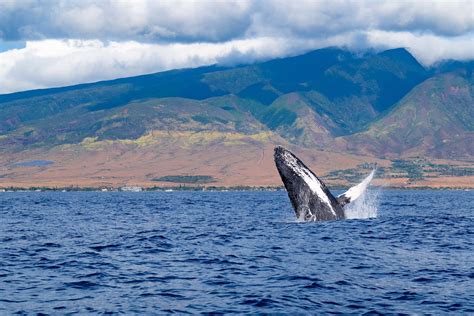 Maui Whale Watching: the Best Tours, FAQ, and DIY Tips