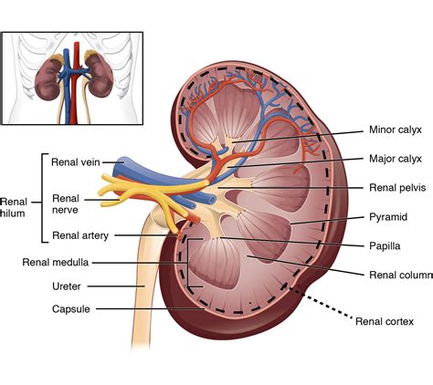 Structure Of Kidney